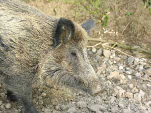 Wildschwein